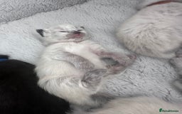 Siberian cats for sale: Full Siberian Litter. Quick sales before holiday - Image 22