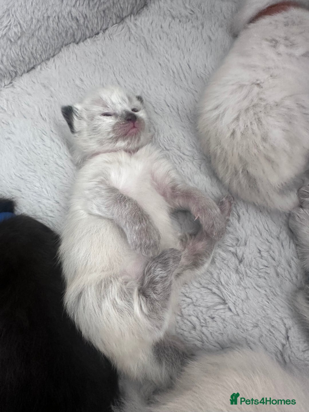 Siberian cats for sale: Full Siberian Litter. Quick sales before holiday - Image 22