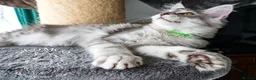 Maine Coon cats for sale: 💚Ready💚 TICA-registered XL Maine Coon Kitten   - Advert 6