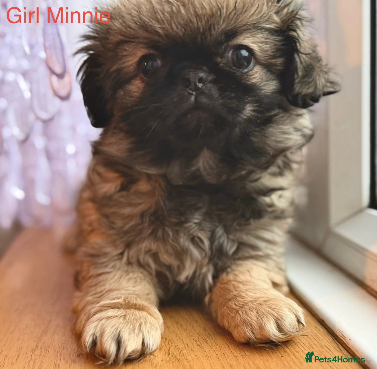 Pekingese dogs 🐾 Pekingese Puppies for Sale – 2 Girls & 1 Boy 🐾 - Advert 1