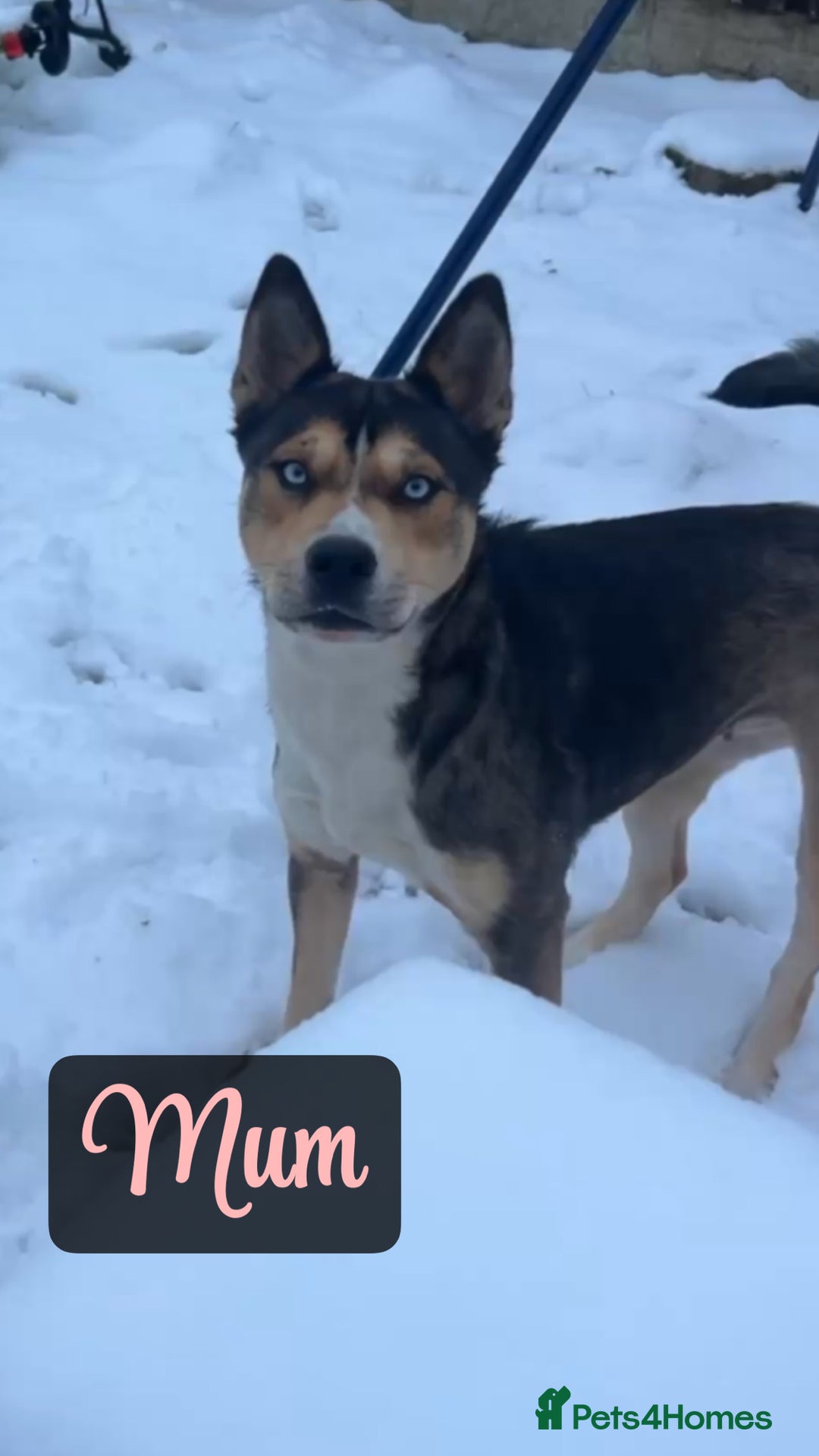 Shepsky dogs for sale: 9 beautiful Shepsky puppies in Doncaster - Advert 9