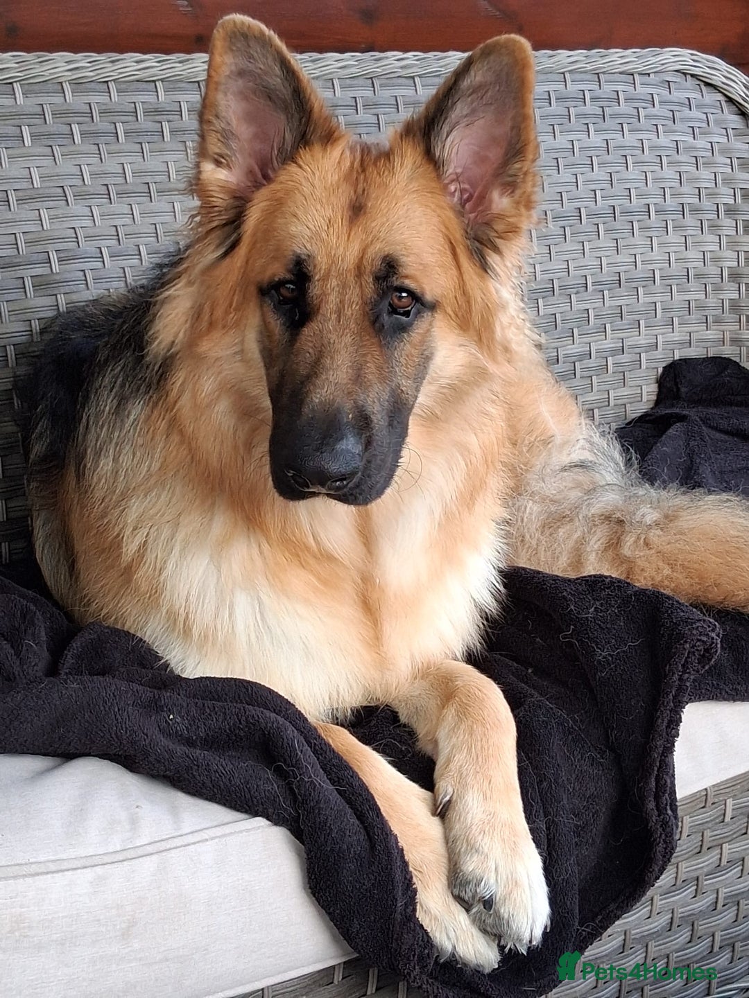 German Shepherd dogs for sale: Stunning long  German Shepherd puppies gsd pups  - Image 19