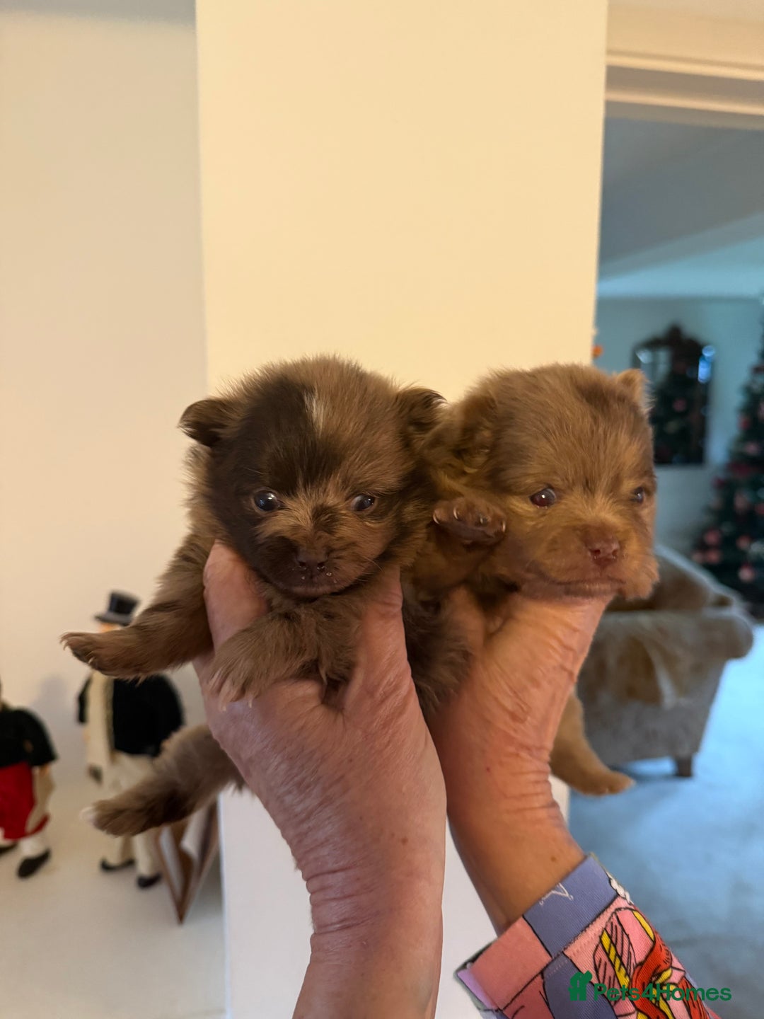 Pomeranian dogs for sale: BEAUTIFUL K.C REGISTERED POMERANIAN PUPPIES  - Advert 10