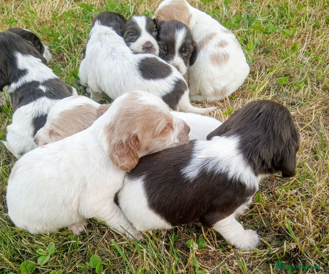Sprocker dogs for sale: Beautiful f2 sprockers - Image 11