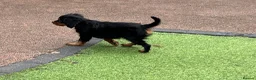 Cavalier King Charles Spaniel dogs for sale: Stunning health tested KC cavalier puppies - Advert 14