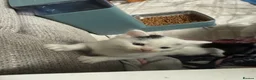 Mixed Breed cats for sale: Kitten for sale  - Advert 2