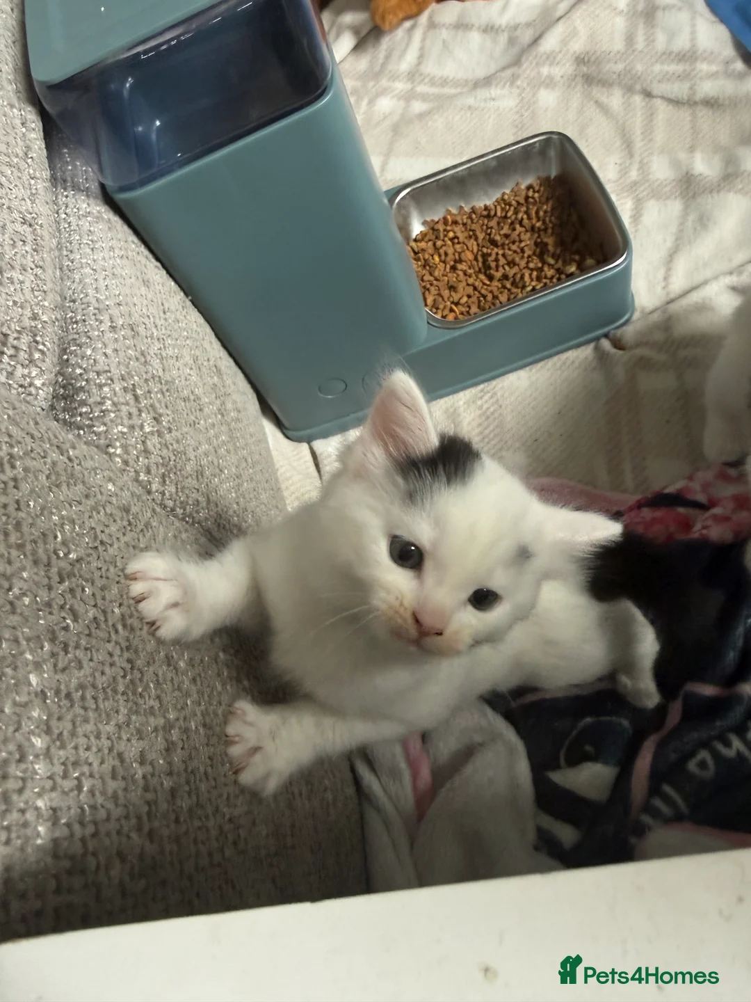 Mixed Breed cats for sale: Kitten for sale  - Advert 2