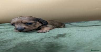 Miniature Dachshund dogs - Advert 4