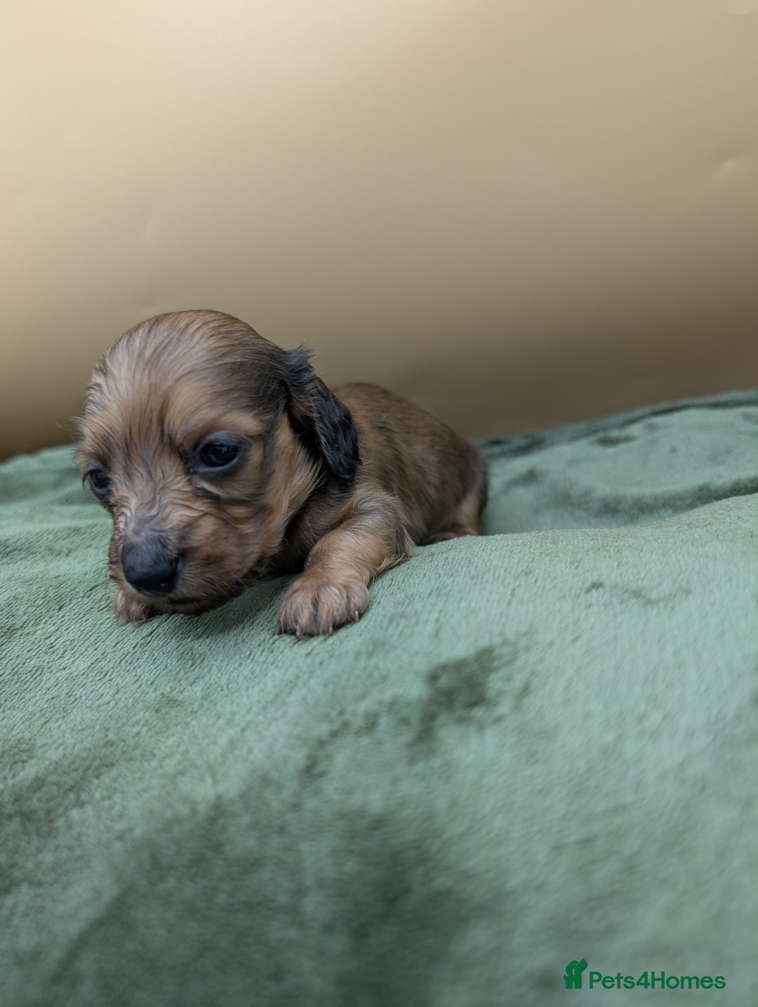 Miniature Dachshund dogs for sale: KC LONGHAIRED MINIATURE DACHSHUNDS  - Image 5