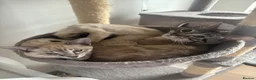 Ragdoll cats for sale: 4 Ragdoll/Siamese Kittens - Ready to go home - Advert 5