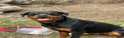 Rottweiler dogs for sale: Nova  in Nottingham - Advert 2
