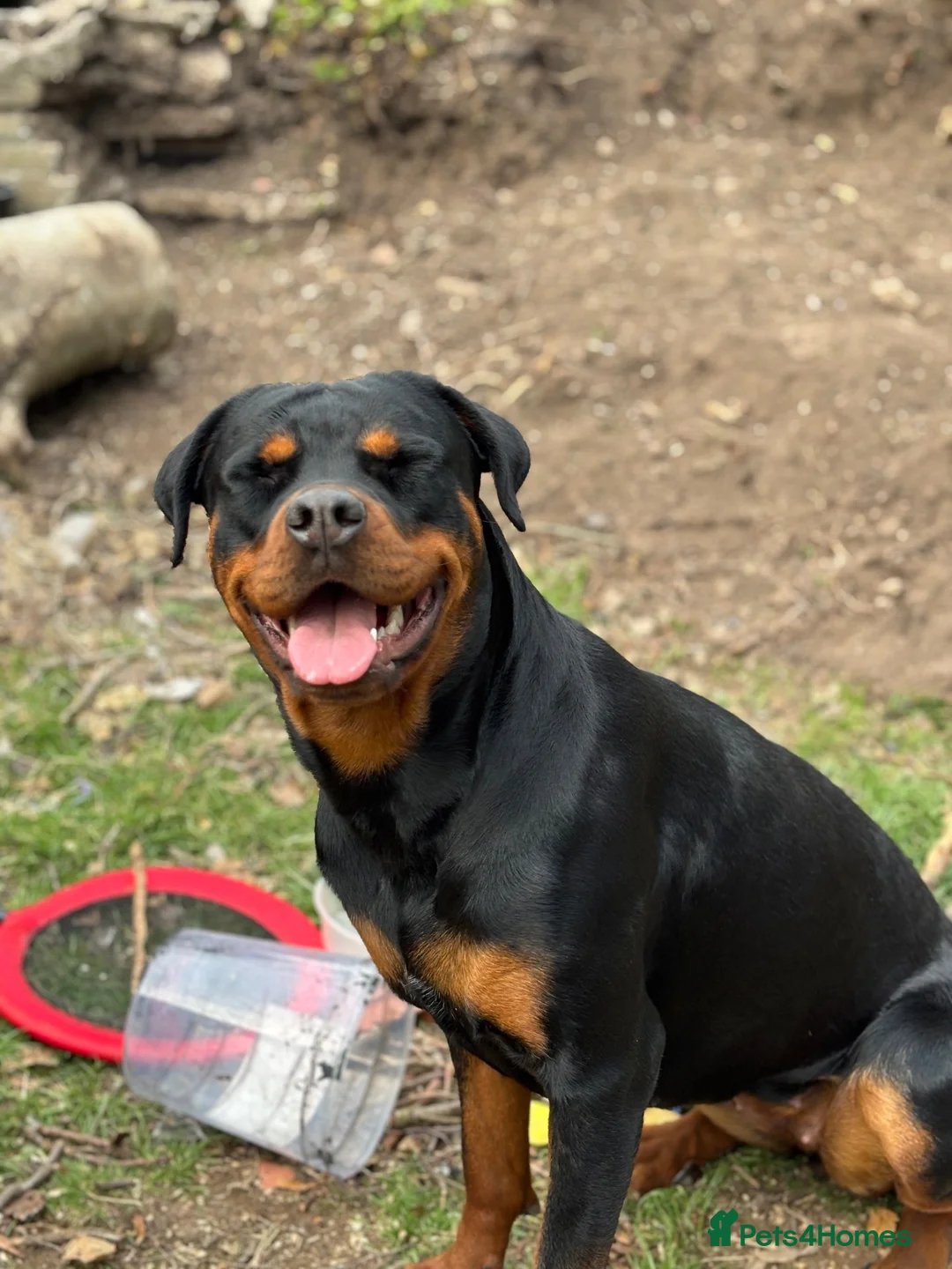 Rottweiler dogs for sale: Nova  in Nottingham - Advert 2
