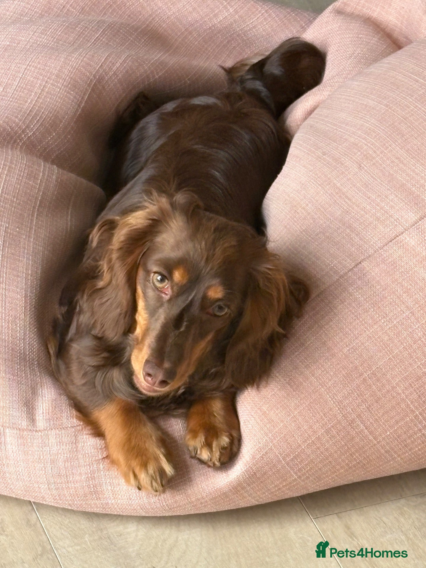 Miniature Dachshund dogs Long haired mini Daschund  - Advert 14