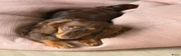 Miniature Dachshund dogs for sale: Long haired mini Daschund  in Rotherham - Advert 1