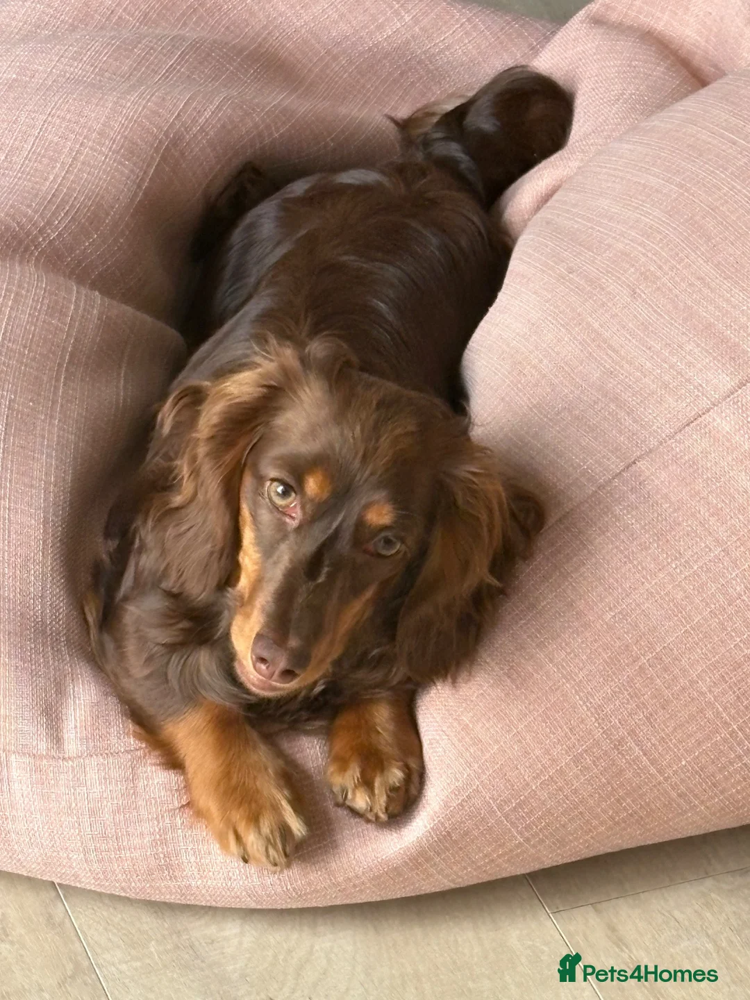 Miniature Dachshund dogs for sale: Long haired mini Daschund  in Rotherham - Advert 1