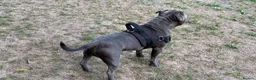 Staffordshire Bull Terrier dogs for stud: Staffordshire bull terrier  in Dartford - Advert 5