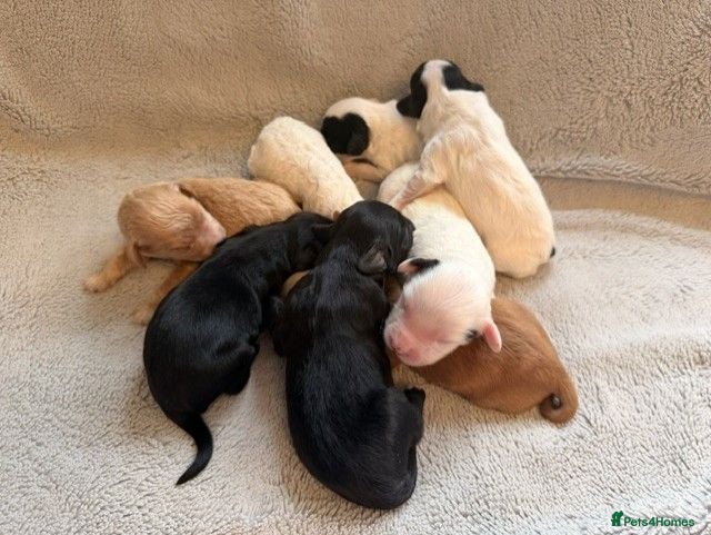 Australian Labradoodle dogs 8 Gorgeous Australian labradoodle puppies - Advert 1