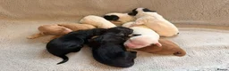 Australian Labradoodle dogs for sale: 8 Gorgeous Australian labradoodle puppies - Advert 1