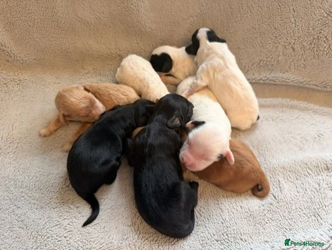 Australian Labradoodle dogs for sale: 8 Gorgeous Australian labradoodle puppies - Advert 1