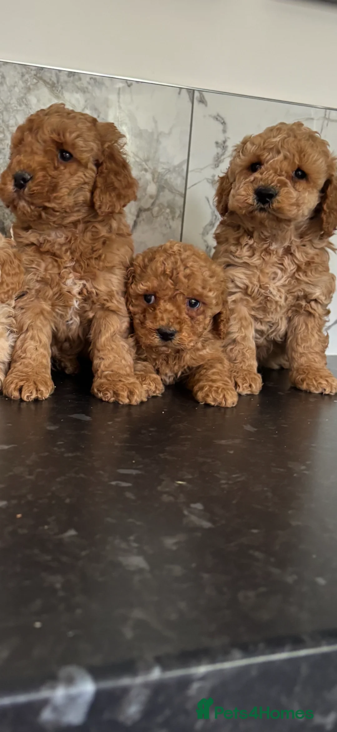 Cavapoo dogs for sale: 🐶 Ready now Toy cavapoo puppies 🐶  - Advert 2