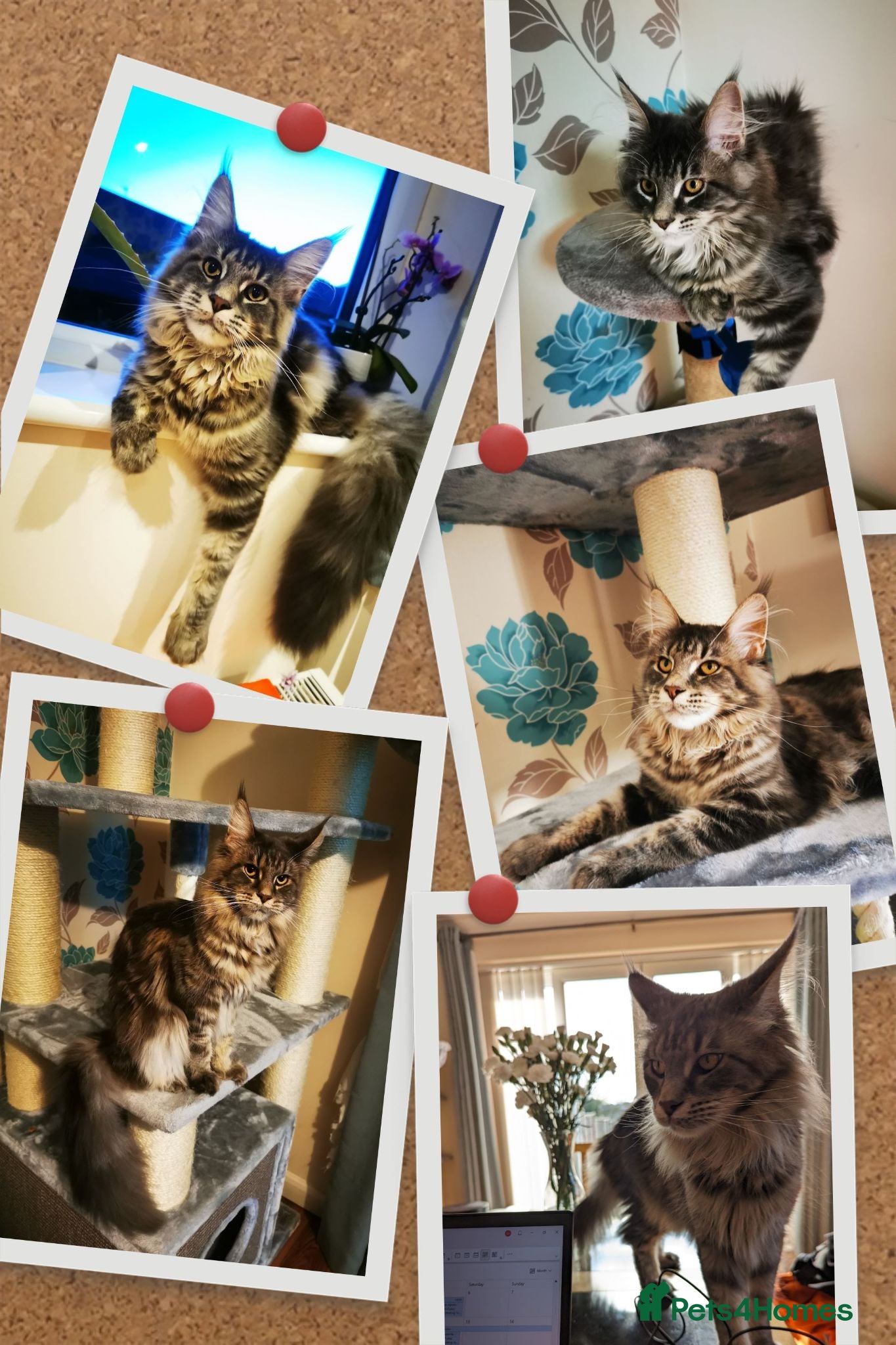 Maine Coon cats Beautiful Main coon x Bengal kittens - Advert 10