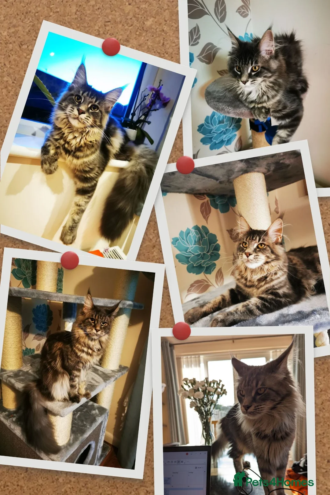 Maine Coon cats for sale: Beautiful Main coon x Bengal kittens - Advert 1