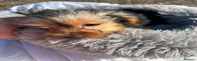 Yorkshire Terrier 8
