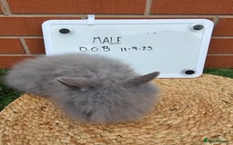 Lionhead rabbits for sale: Double Maned Lionhead  - Image 8