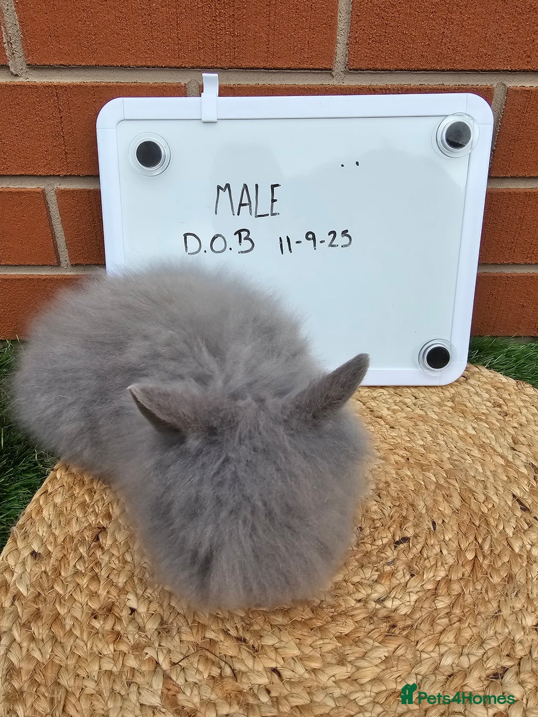 Lionhead rabbits for sale: Double Maned Lionhead  - Image 8