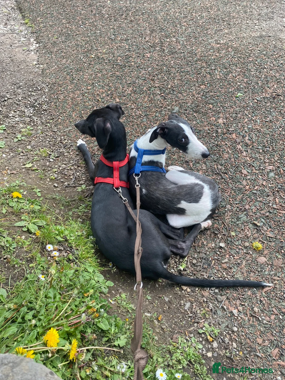 Mixed Breed dogs for sale: Rocket and Bandit in Treharris - Advert 2