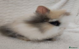 Lionhead rabbits for sale: Mini lion head, double mane, full face in Boston - Image 2