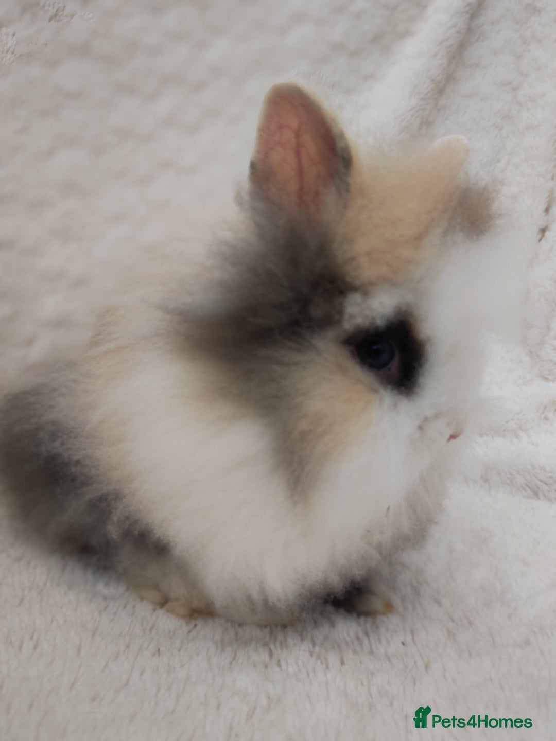 Lionhead rabbits for sale: Mini lion head, double mane, full face in Boston - Image 2