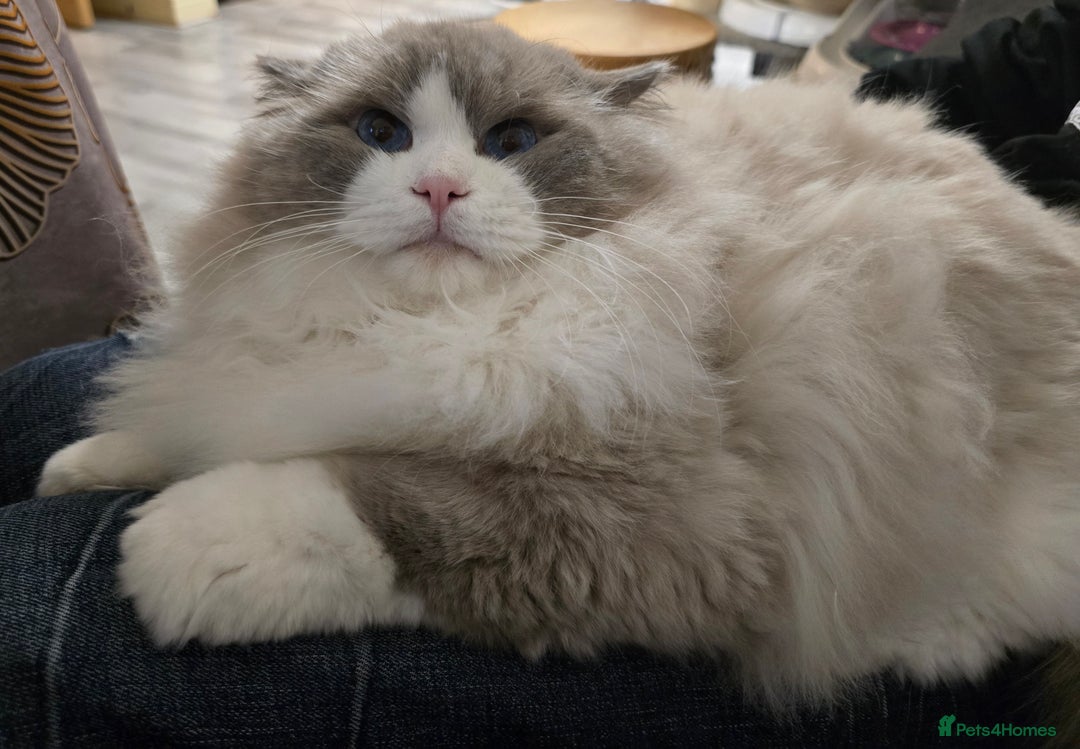 Ragdoll cats for stud: Charles - TICA and Gccf registered active boy  in Bournemouth - Advert 23