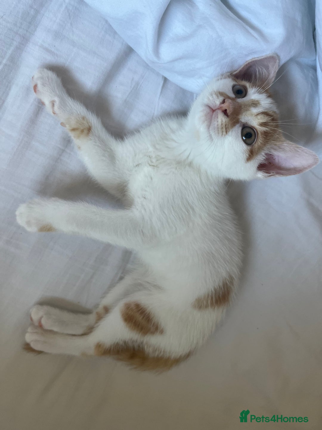 Domestic Shorthair cats for sale: Playful kitten for sale - Image 3