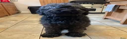 Labradoodle dogs for sale: RENOWNED THERAPY DOG BREEDER  Black Boy Available  - Advert 9