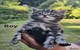 Maine Coon cats for sale: 8 weeks old 4 male 1 female ready to go new homes  - Image 7