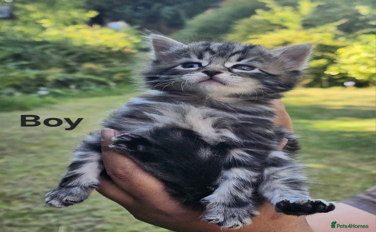 Maine Coon cats - Advert 16