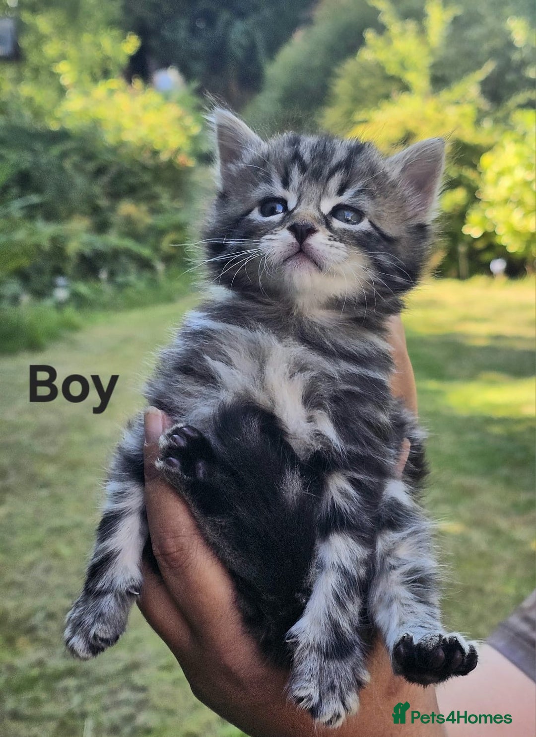 Maine Coon cats for sale: 8 weeks old 4 male 1 female ready to go new homes  - Image 7