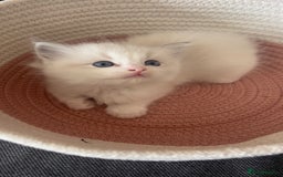 Ragdoll cats for sale: Beautiful Ragdoll Kittens Ready for Reservaton! 🐾 - Image 7