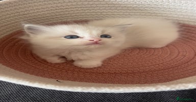 Ragdoll cats - Advert 4