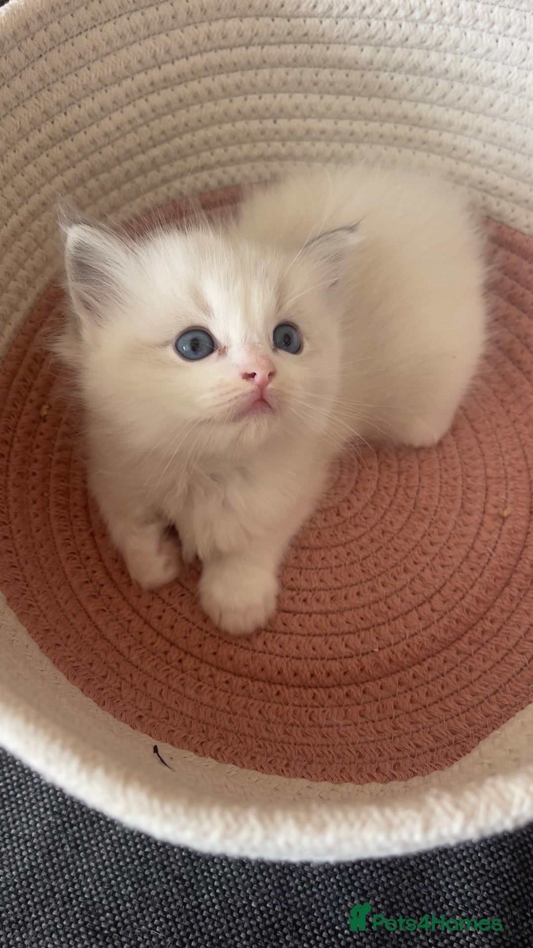 Ragdoll cats for sale: Beautiful Ragdoll Kittens Ready for Reservaton! 🐾 - Image 7