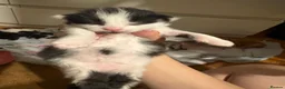 Domestic Shorthair cats for sale: Kittens for sale  - Advert 3