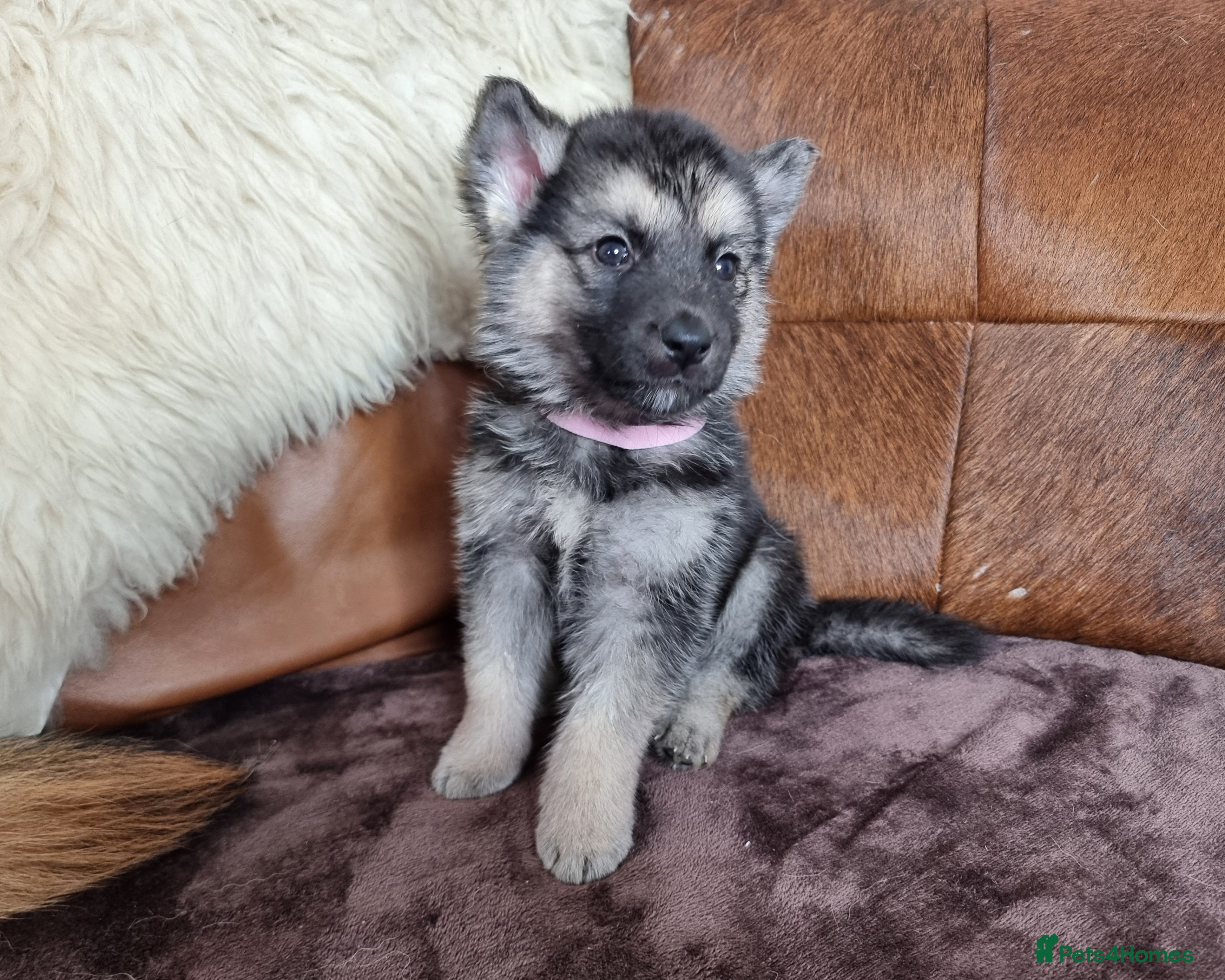 Shepsky dogs for sale: Stunning German Shepherd × Husky/Akita Puppies  - Advert 16
