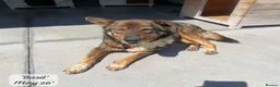 Mixed Breed dogs for adoption: Basil, approx 10 yrs. Available for adoption. - Advert 8