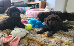 Cavapoo dogs for sale: Chocolate F1B Cavapoos. Health Tested.  - Image 34