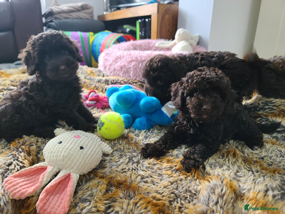 Cavapoo dogs for sale: Chocolate F1B Cavapoos. Health Tested.  - Image 34