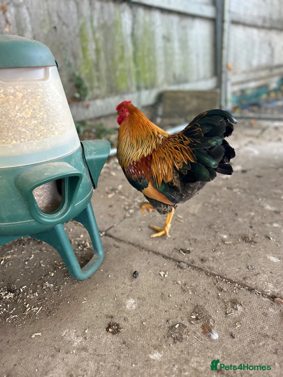 Chickens poultry for sale: Gold Partridge Wynadotte Bantum Cockerel  - Advert 3