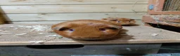 Guinea Pig rodents for sale: Baby guinea-pigs  - Advert 7