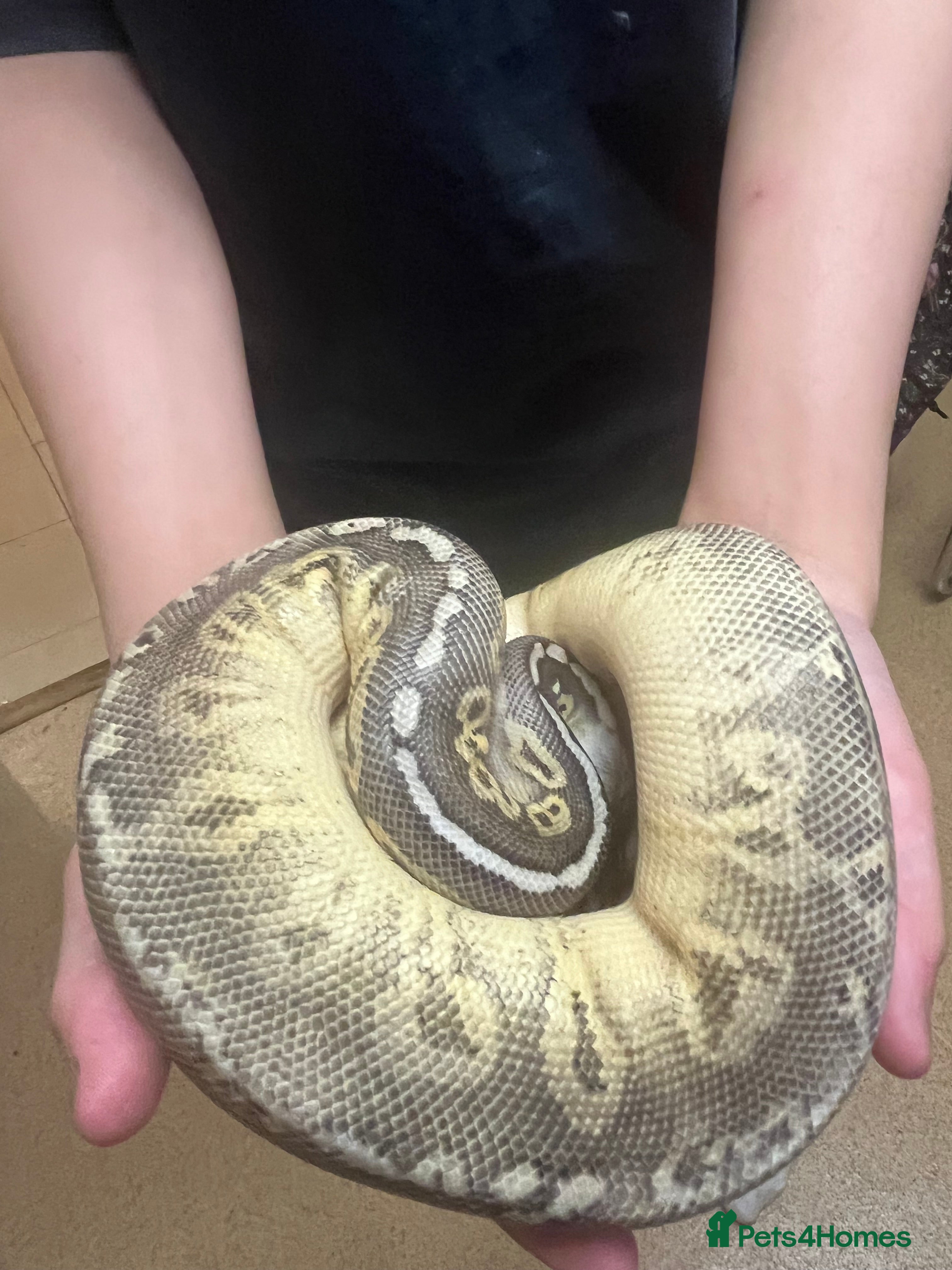 Python Snake reptiles Female ball python - Advert 1