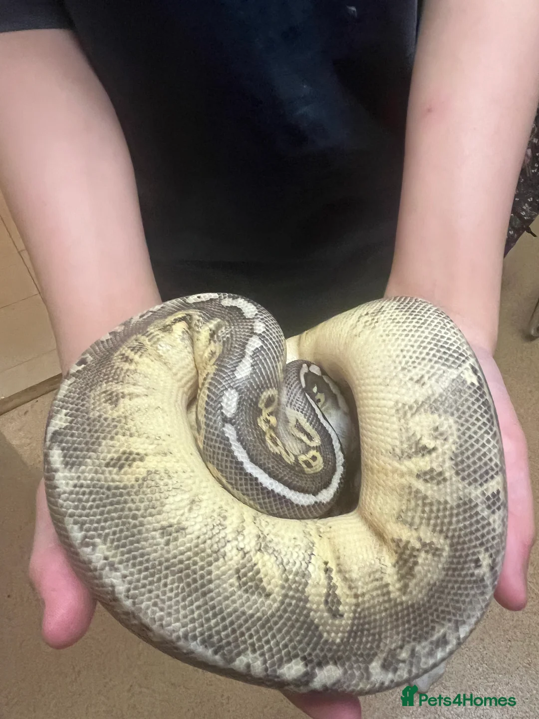 Python Snake reptiles for sale: Female ball python - Advert 1